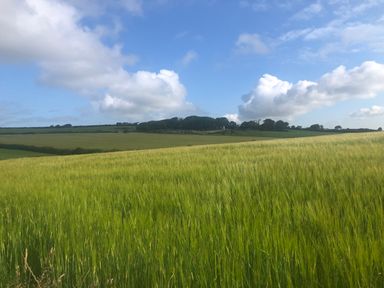 A field with tall grass and trees in the distance under a cloudy blue sky at Ty Top in Llanfaethlu