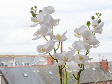 White orchid flowers in front of a window with rooftops and a cloudy sky in the background at The Moorings in Deganwy near Llandudno
