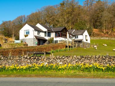 A countryside house with stone walls and yellow flowers near sheep at Browside Little Arrow near Coniston