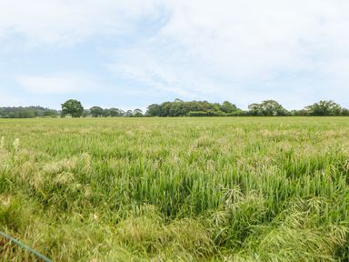 A field with green crops and trees in the distance at Tawny Owl Barn in Shipdham near Dereham