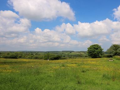 A grassy field with yellow flowers and trees under a partly cloudy sky at Yr Hen Ysgubor in Trelech near St Clears