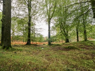 A forest with green trees and grass covering the ground at Crabtree in Hawkshead