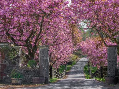 A pathway lined with blooming pink cherry blossom trees and stone pillars at Lords Leap in Graythwaite near Hawkshead