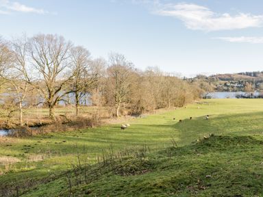 A grassy field with grazing sheep and leafless trees near a body of water at Mill Cottage in Graythwaite near Hawkshead