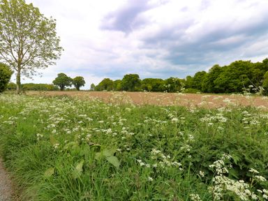 A field with wildflowers and trees under a cloudy sky at 2 Lock Cottages in Honing near East Ruston