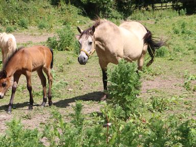 A light brown horse and a dark brown foal standing in a grassy fenced field