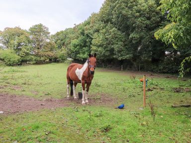 A field with a brown and white horse standing near a fence and trees in the background at Mrs Delaney's Loft in Ardfinnan near Clonmel County Tipperary