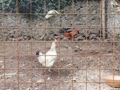 A fenced outdoor chicken pen with a white chicken and a brown rooster on a dirt ground