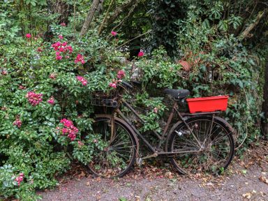 A bicycle surrounded by flowers in a garden at Mrs Delaney's Loft in Ardfinnan near Clonmel, County Tipperary