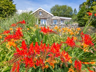 A garden with red and orange flowers in front of a stone house with trees in the background at Bwythyn Y Wennol in Nantmor near Beddgelert