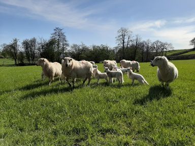 A group of sheep and lambs standing on a green grassy field with trees in the background at Sycamore Lodge in Nantmel near Rhayader