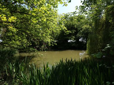 A small pond surrounded by green trees and plants at Hadleigh Farm Cottage in Gayton