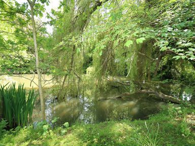 A pond surrounded by trees and greenery with branches hanging over the water at Hadleigh Farm Cottage in Gayton