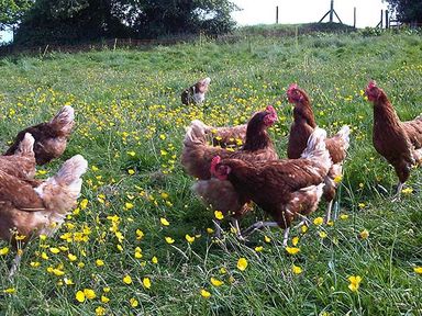 Brown chickens standing and walking on a grassy field with yellow flowers at The Mill in Bicknoller