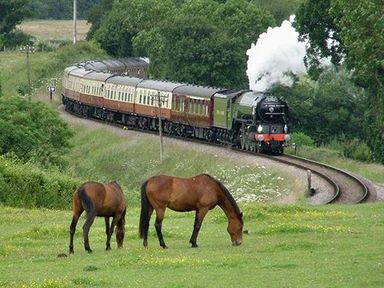 Two horses grazing on grass near a curved railway track with a steam train moving through trees at The Mill in Bicknoller