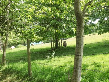 A grassy field with trees and sheep behind a wire fence at The Barn in Bicknoller