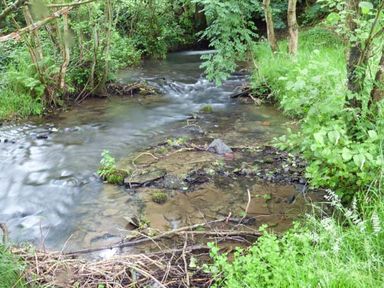 A small stream flowing through a wooded area with green plants and trees surrounding the water at The Old Mill in Dolau near Llandrindod Wells