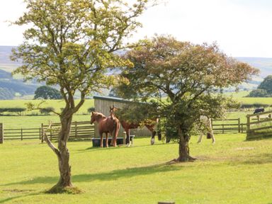 A grassy field with two trees and horses near a wooden shelter at The Barn Cottage in Steel near Hexham