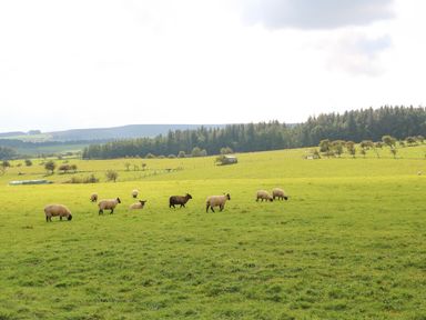 A field with sheep grazing and trees in the background at The Barn Cottage Steel near Hexham