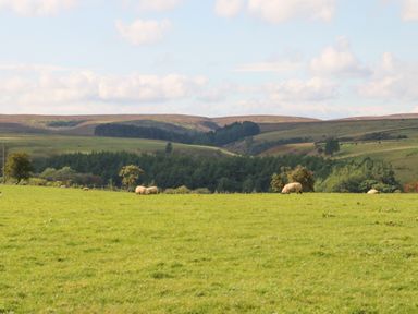 A green field with sheep grazing and rolling hills with trees in the background at The Barn Cottage in Steel near Hexham