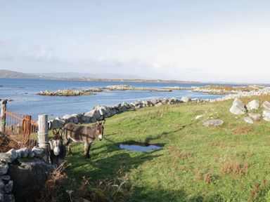 Two donkeys standing on grassy land near a rocky shoreline with water and distant hills at Teach Teolai in Carraroe County Galway
