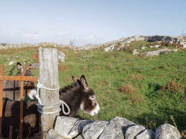 Two donkeys behind a wooden post and stone wall in a grassy field with rocky hills in the background at Teach Teolai in Carraroe County Galway