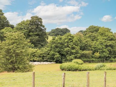 A fenced grassy field with a herd of sheep near trees at Holly Farm Cottage in Howey