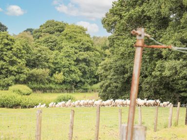 A field with a flock of sheep near trees and wooden fence posts at Holly Farm Cottage in Howey