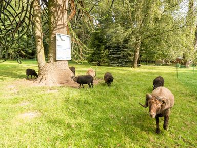 A grassy area with several sheep near a large tree with a sign on it at Eden Lodge in Bardsea