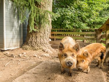 Two pigs standing on dirt ground near a tree and wooden fence at Eden Lodge in Bardsea