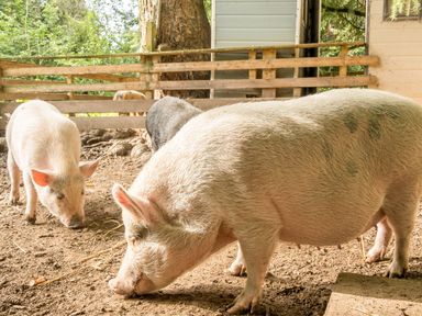 Several pigs standing and rooting in a fenced outdoor pen with trees and a wooden structure in the background at Eden Lodge in Bardsea