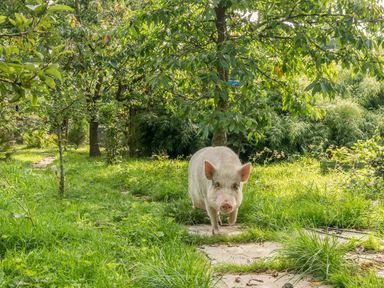 A pig walking on a stone path in a garden with trees and grass at Eden Lodge in Bardsea