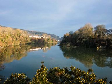 A river surrounded by trees with yellow flowers in the foreground at Rose Cottage in St Dogmaels near Cardigan