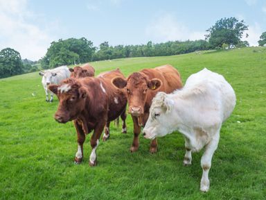 A group of brown and white cows standing on green grass in a field with trees in the background at Bwthyn Fed'wr Gog in Maerdy near Bala