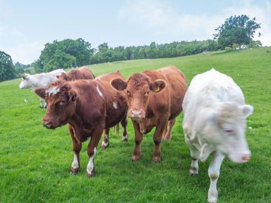 A group of brown and white cows standing on a grassy field with trees in the background at Bwthyn Fed'wr Gog Maerdy near Bala