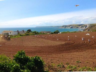 A tractor working on a plowed field with seagulls and houses near the coastline at Quarterdeck in Bigbury-on-Sea near Modbury