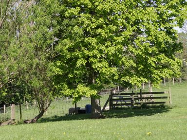 A grassy field with a large tree and a wooden fence with lambs under the tree at Goathland Cottage in Ruswarp near Whitby
