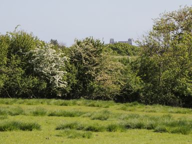 A grassy field with trees and bushes and a stone building in the background at Goathland Cottage in Ruswarp near Whitby