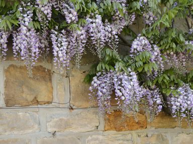 Purple flowers hanging over a stone wall at Goathland Cottage in Ruswarp near Whitby