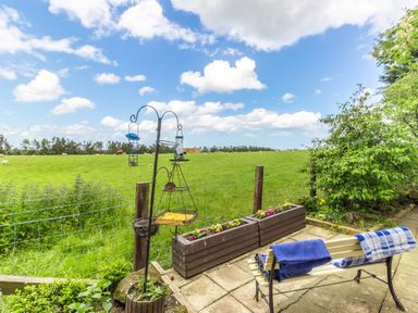 A patio with a bench and bird feeders overlooking a green field with sheep at Bracken Barn Cottage in Widdrington near Amble