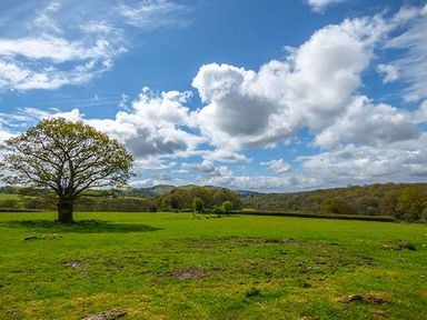 A grassy field with a large tree and hills in the background under a partly cloudy sky at Brynhir Farm in Howey near Llandrindod Wells