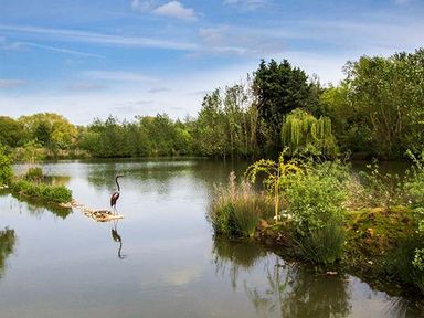 A pond with a bird standing on rocks surrounded by trees and shrubs at Secret Island Yurt in Beckford near Tewkesbury