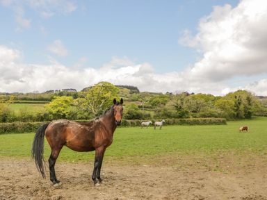 A brown horse standing on dirt in a field with two white horses and a pony grazing on grass at Higher Whiddon Farm Whiddon Well Ashburton near Newton Abbot
