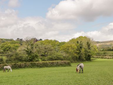 A green field with two gray horses grazing near trees and bushes at Higher Whiddon Farm Whiddon Well Ashburton near Newton Abbot
