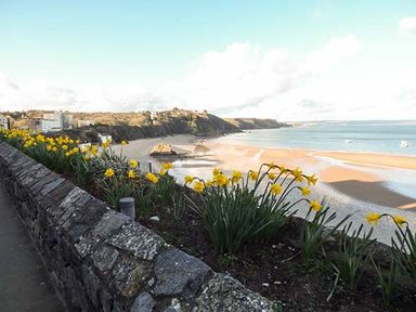 A stone wall with yellow flowers overlooking a sandy beach and coastline at White Cottage Annexe in Tenby