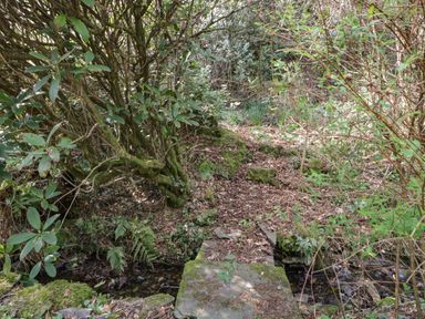 A small stone path over a stream surrounded by dense bushes and trees