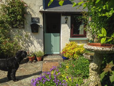 A garden area with purple flowers a dog and a light blue half door at Groom Cottage in Poughill near Bude