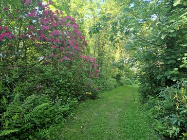 A grassy pathway surrounded by green trees and bushes with some pink flowers at Kingfisher Cottage in Llanboidy