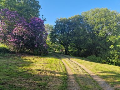 A grassy path between trees and bushes with some purple flowers at Kingfisher Cottage in Llanboidy