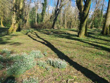 A wooded area with trees and clusters of white flowers on the ground at Sandpiper Cottage in Llanboidy